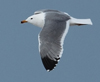 Larus armenicus